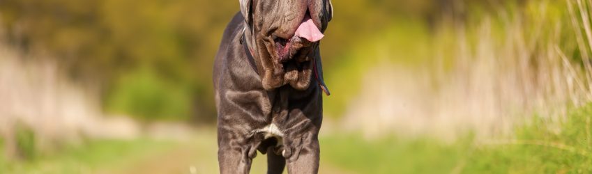 Breed of the week. The Neapolitan Mastiff