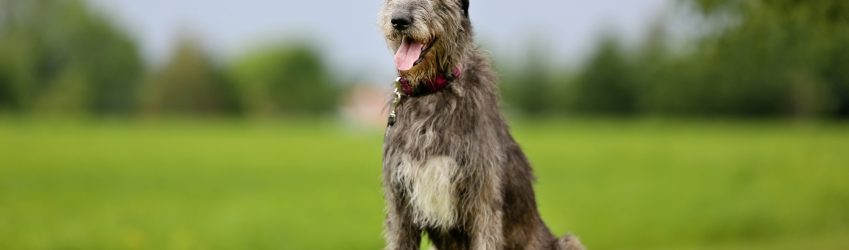 Breed of the week. The Irish Wolfhound