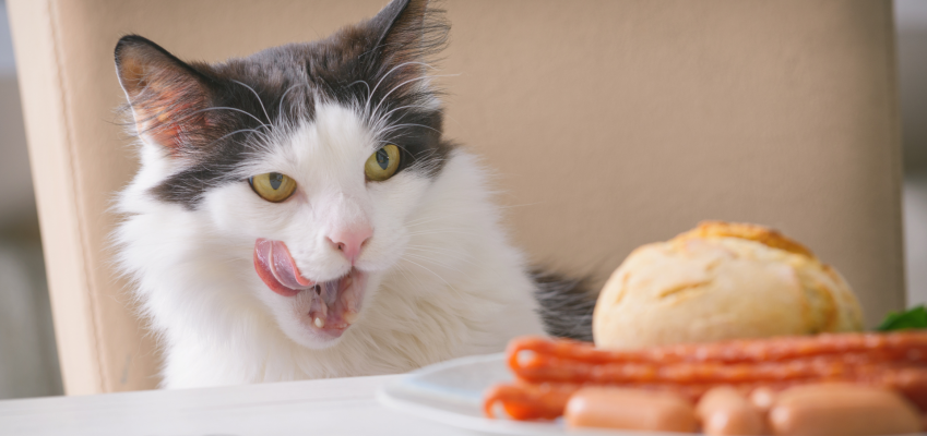 5 dangerous products for cats