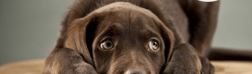 Could grains be part of the solution to fight dog obesity?