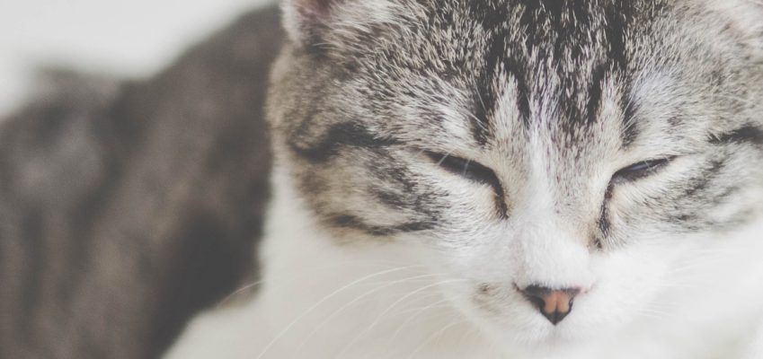 Можно ли кошкам пить чай?
