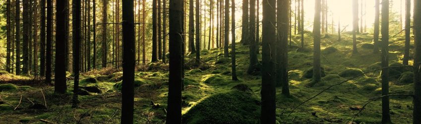 Sustainable pet food packaging – idealism or realism?