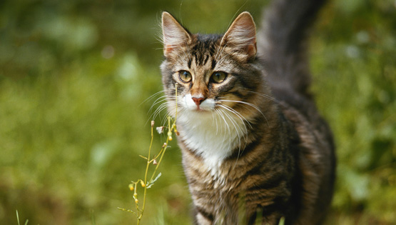 High shop quality cat