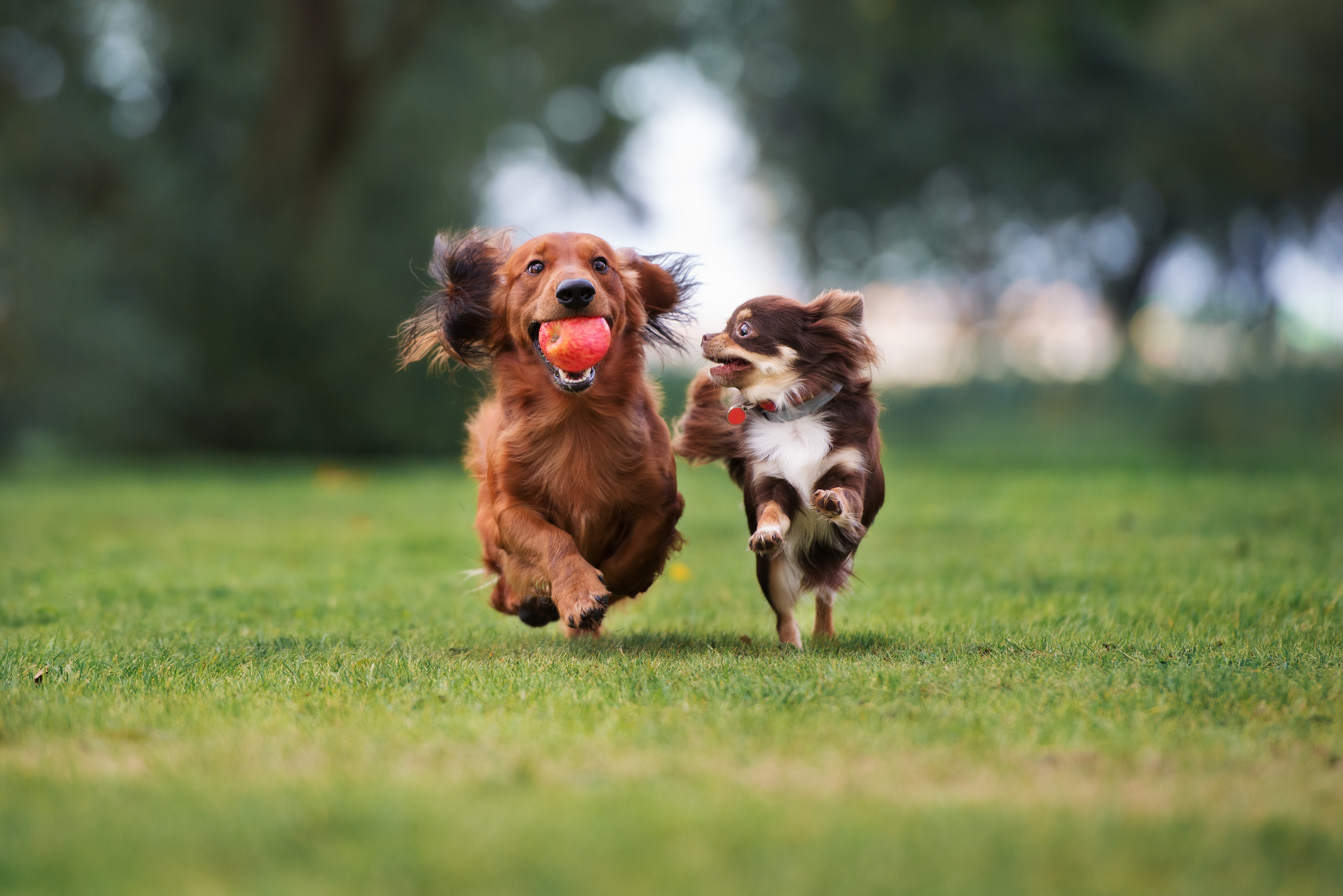 can small dogs play with big dogs