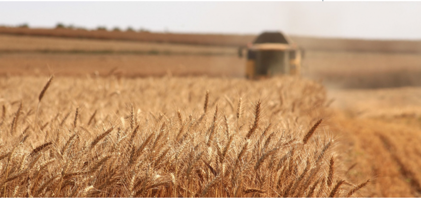 Grain is grain or is it?