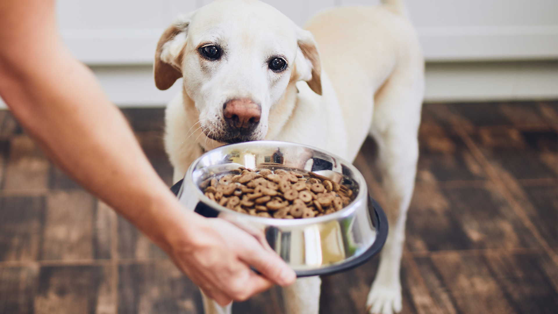 Pet food best sale