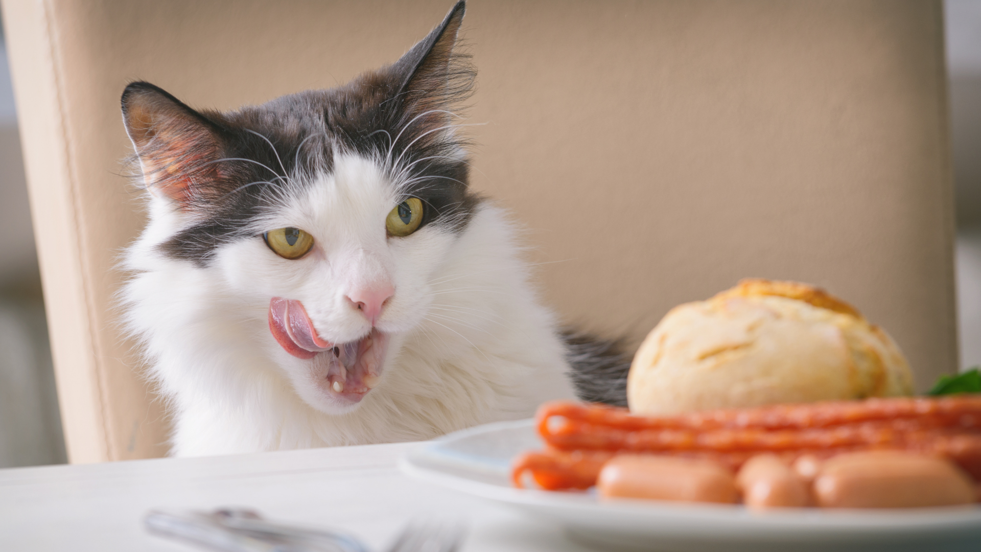 Почему нельзя кормить кота со стола