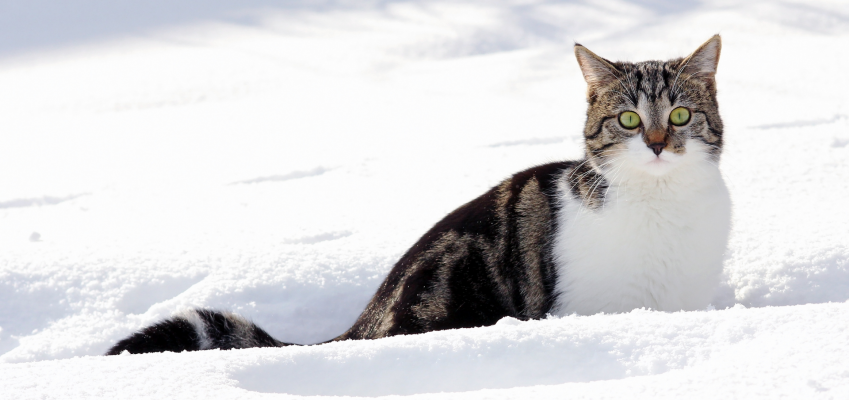 Переохлаждение и обморожение у кошек зимой - Aller Petfood
