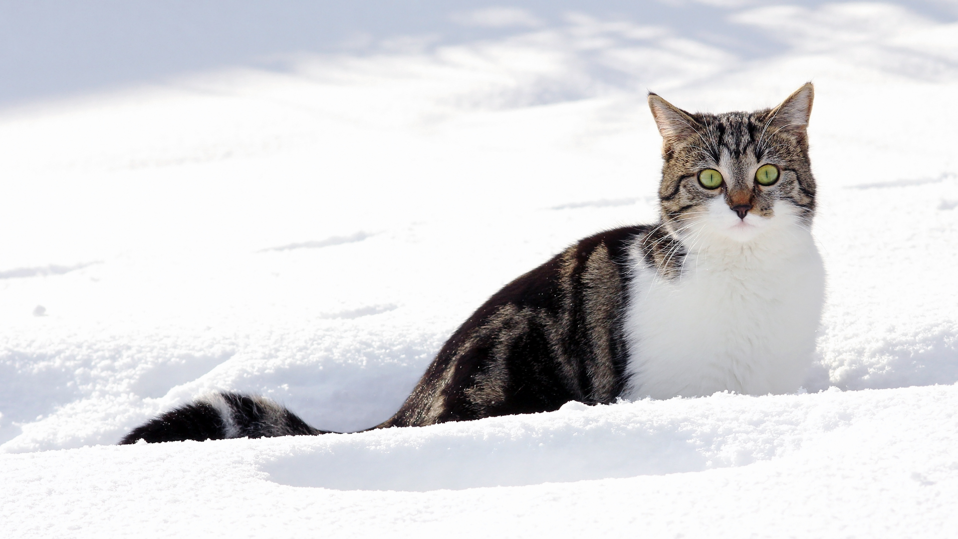 Переохлаждение и обморожение у кошек зимой - Aller Petfood