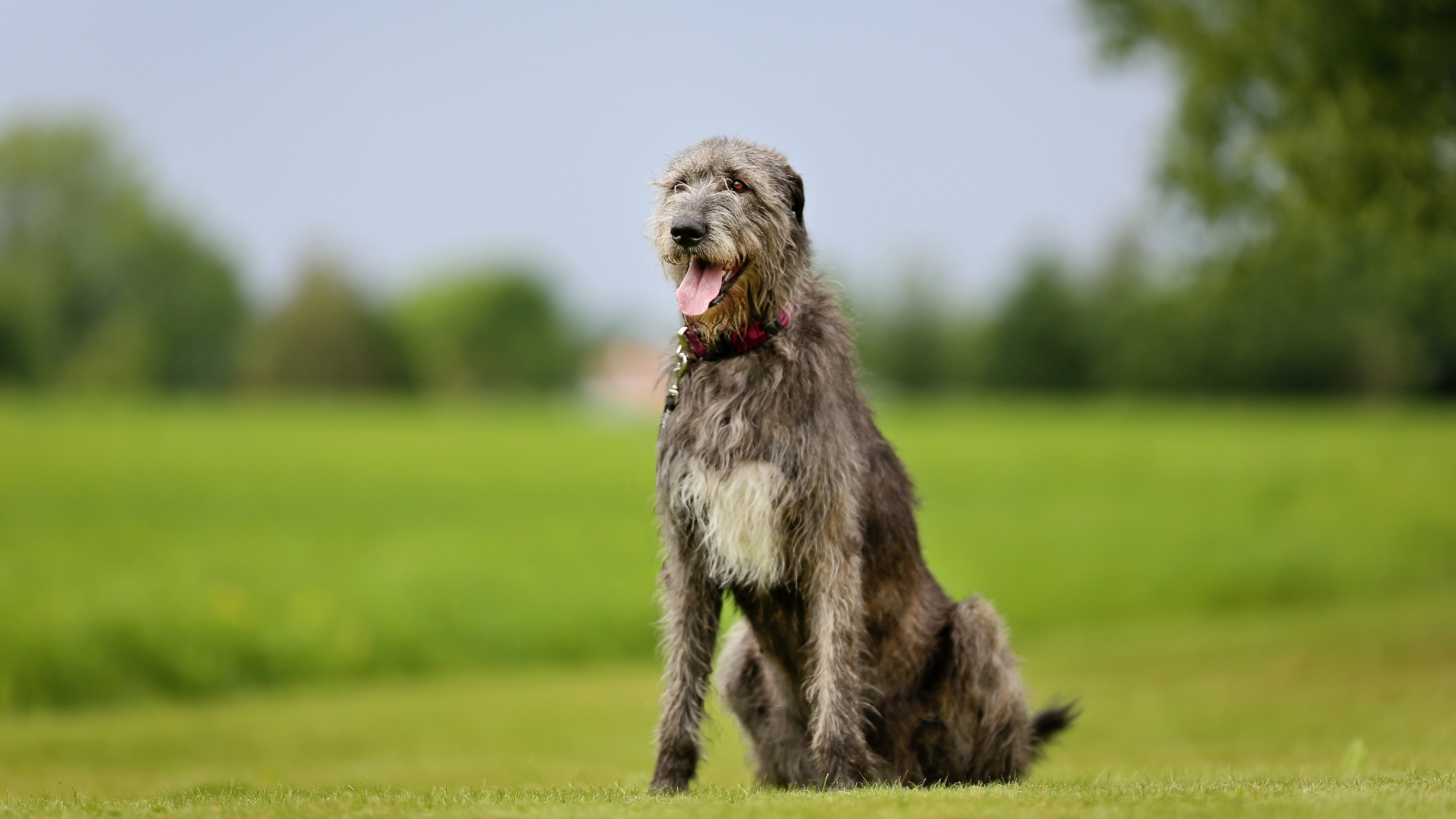 Largest wolfhound hot sale